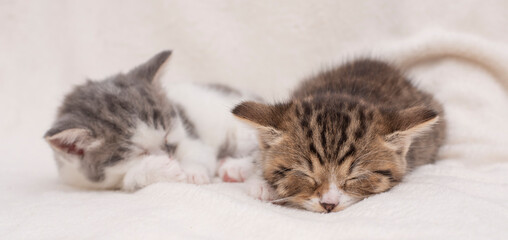 two kittens sleeping