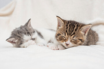 Fototapeta na wymiar kittens on a white background