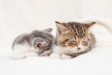 two kittens on a bed