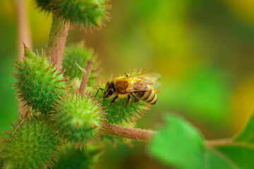 bee on a green leaf, Cocklebur Siberian