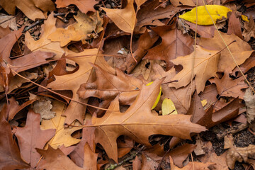 Autumn leaves, texture of autumn leaves fall down on way,dry leaf texture or leaf background.