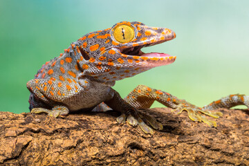 the gekko gecko