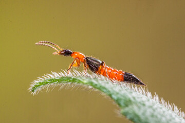 the Rove Beetle in leaf