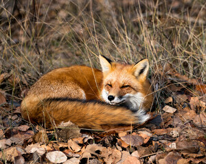Red Fox photo stock. Red Fox in the forest resting on brown autumn leaves in its environment and habitat, displaying fox tail, fox fur. Fox image. Fox picture. Fox portrait.