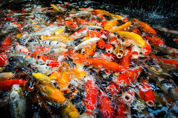 Fototapeta na wymiar Colorful carp fancy fish in the water