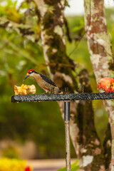 Bird from Costa Rica