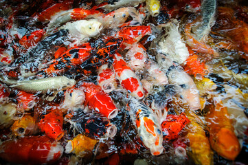 Obraz na płótnie Canvas Colorful carp fancy fish in the water
