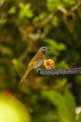 Bird from Costa Rica
