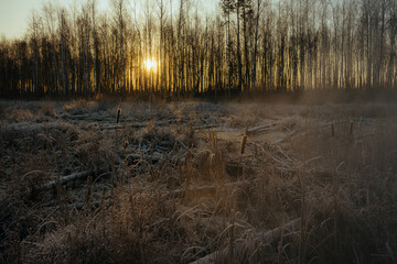 morning in the forest