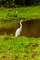 Bird from Costa Rica