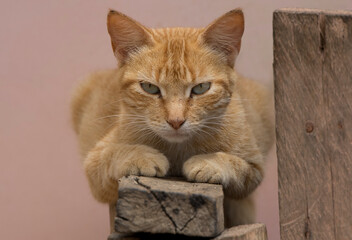 A rural cat resting over a wood table