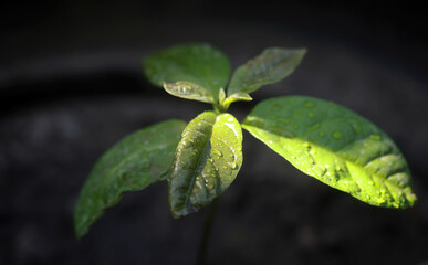 avocado bright green seedling in an old black tire - closeup on a sunny day outdoors
