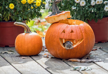 Tiny chipmunk welcomes you to his new pumpkin house