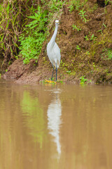 Bird from Costa Rica