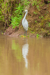 Bird from Costa Rica