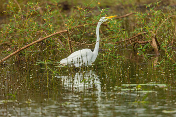 Bird from Costa Rica