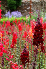 A Garden of Red Flowers