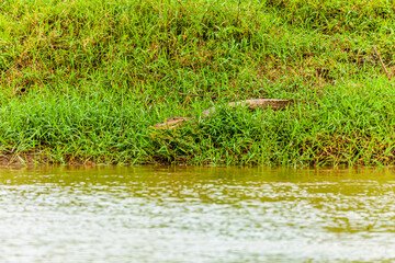 Reptile from Costa Rica