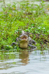 Reptile from Costa Rica