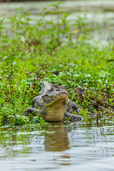 Fototapeta premium Reptile from Costa Rica