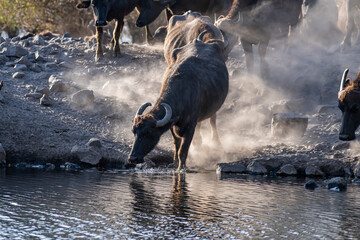 Black strong buffaloes in the water.