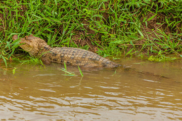 Reptile from Costa Rica