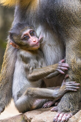 the mandrill monkey in safari park