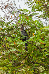 Bird from Costa Rica