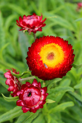 Red, Pink, and Yellow flowers