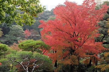 紅葉の風景