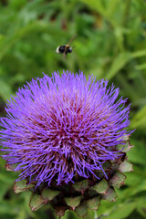 A Bee and a Thistle
