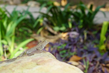 lizard on a branch