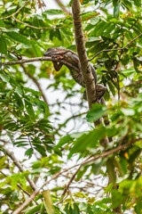 Reptile from Costa Rica