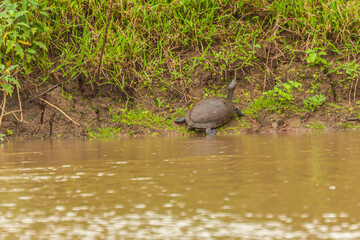 Reptile from Costa Rica