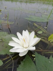 white water lily