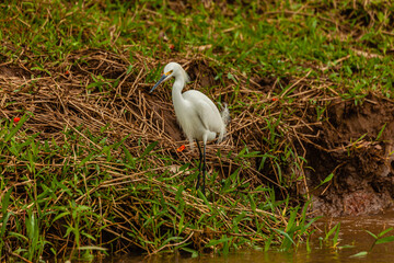 Bird from Costa Rica