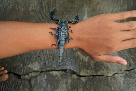Closeup shot of a black forest scorpion on a hand