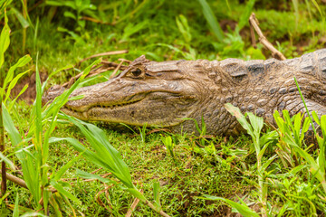 Reptile from Costa Rica