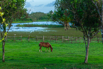 National park Cano Negro in Costa Rica