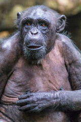 the close up of chimpanzee