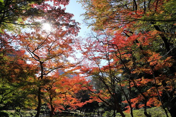 紅葉の風景