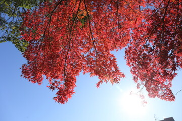 紅葉の風景