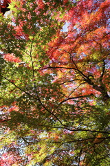 紅葉の風景