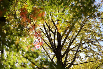 紅葉の風景
