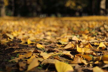 紅葉の風景
