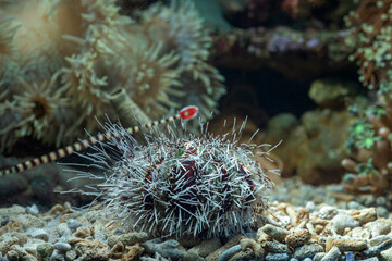 Marine fishes with beautiful colors