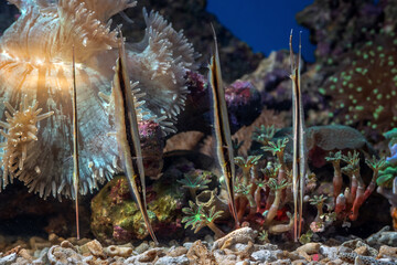 Marine fishes with beautiful colors