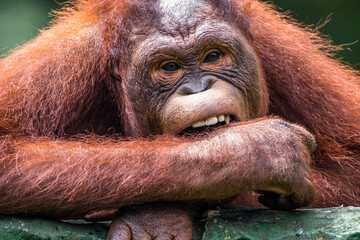 the borneo orang utan