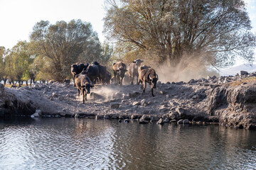 Black strong buffaloes in the water.