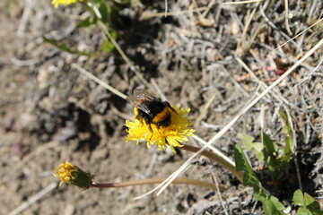 El Chaltén, Argentina